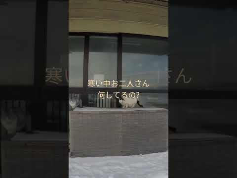 北海道の猫ちゃんは寒さに強い!