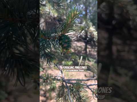 Today on the Homestead:Foraging Pine Cones for Homemade Pine Syrup | Wild Colorado Foraging #shorts