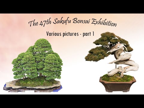 Sakufu Bonsai Exhibition - 2021 December - Various pictures part 1