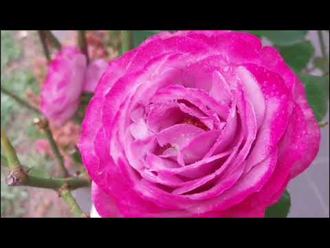 粉色玫瑰 pink rose #rose #flowers #plants #nature #garden #玫瑰花 #粉红玫瑰 #玫瑰花园