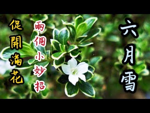 【天天小花農】六月雪開花少，2個小妙招，夏季開滿花