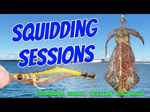 Squidding Sessions | Cockburn Sound, Western Australia