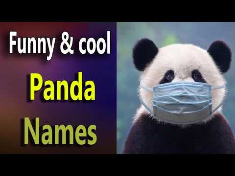 Panda Names Funny &cool. Cute Panda names. Boy & girls Panda names. Famous minecraft Panda names.