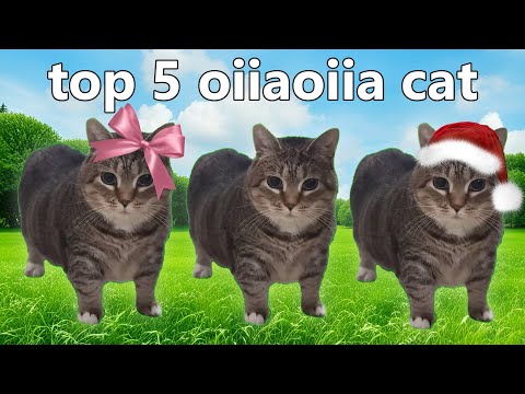 top 5 oiiaoiia cat