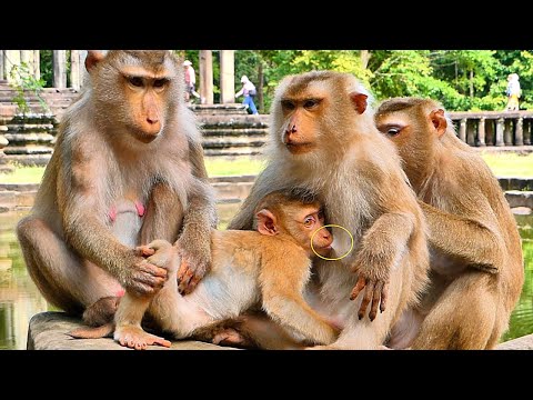 Wow Baby JOVI tries to ask Monkey Luna for milk Because she doesn't get enough milk from her mother.