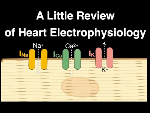 A Little Review of Heart Electrophysiology #anatomy #physiology #heart #electrophysiology #ions