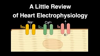 A Little Review of Heart Electrophysiology #anatomy #physiology #heart #electrophysiology #ions