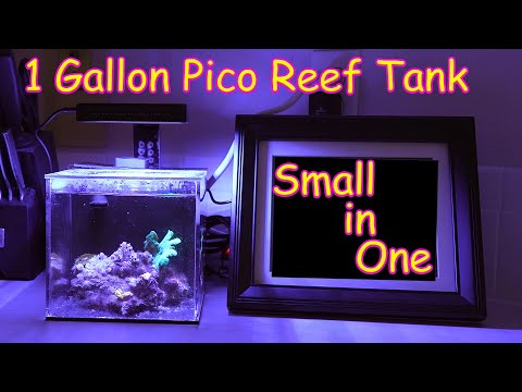 I love my 1 Gallon Pico Tank PNW Customs Small in One