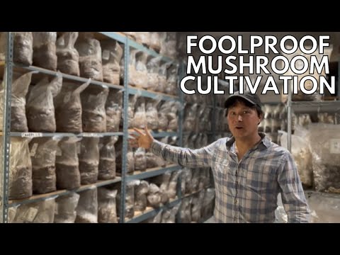 Foolproof Mushroom Farming: Your Secret Ticket to Serious Money