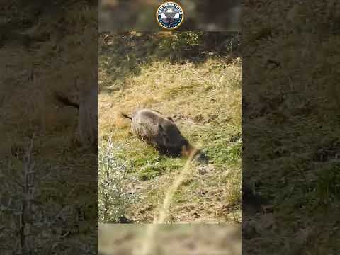 Super Fast Wild Boar Shot #hunting #wildboar