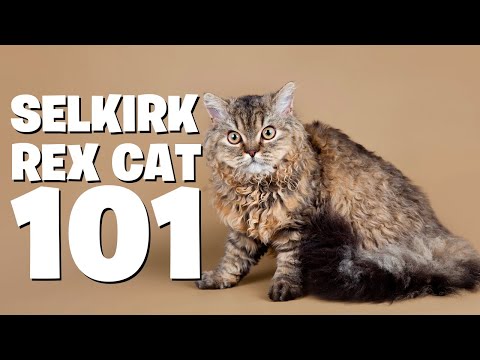 The Selkirk Rex Cat :An In-Depth Guide to This Gorgeous Cat Breed