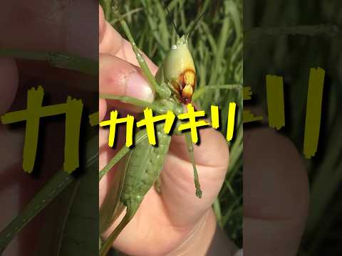 【音量注意】カヤキリの餌食になりました。# #虫取り #虫 #バッタ #カヤキリ #虫活 #insects