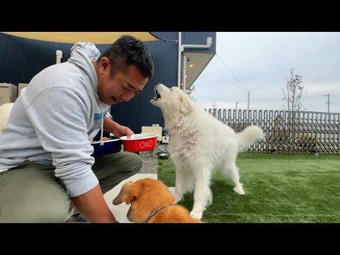 そのうち飼い主を食べてしまいそうな勢いで迫ってくる食事前