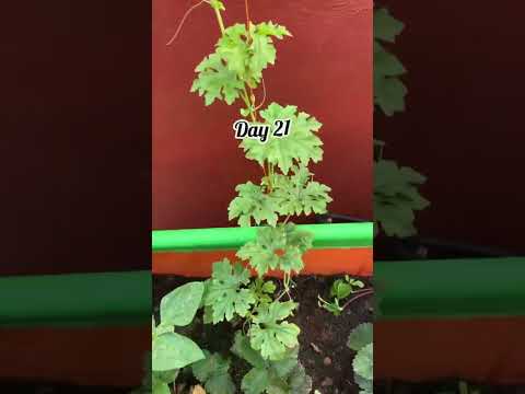 Day to update of bitter gourd plant 🌱.