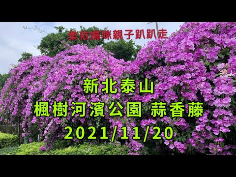 新北泰山 楓樹河濱公園蒜香藤 2021/11/20