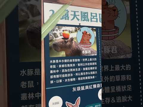 猜猜看水豚君是豬？老鼠？河馬？