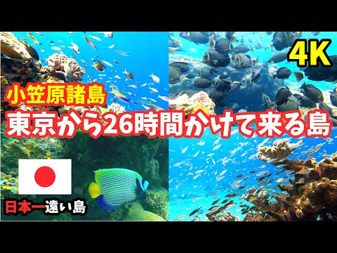 【小笠原諸島】癒しの海、母島は魚の楽園【水中映像】シュノーケリングで見れる癒しの空間 Healing underwater video