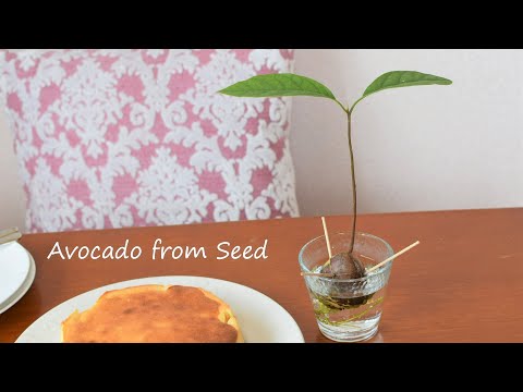 Growing Avocado Tree from Seed