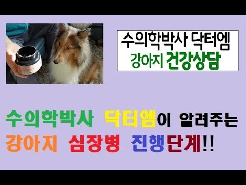 수의학박사 닥터엠이 알려주는 강아지 심장병 진행단계