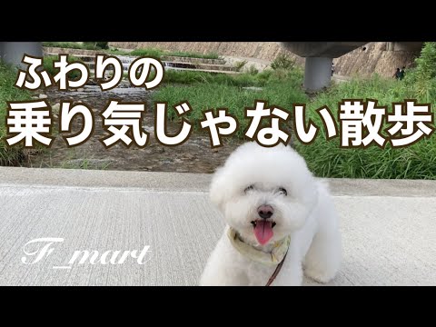 ふわりの乗り気じゃない散歩　-ビションフリーゼ犬-