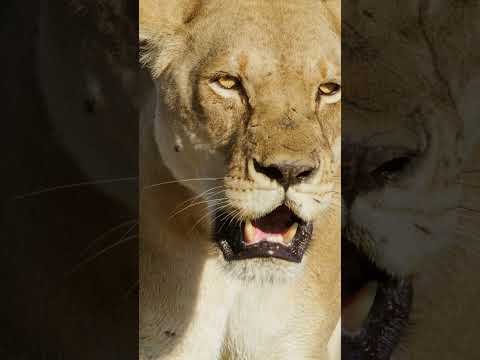 Lioness close #lion #lions #lionslover #lionslove #wildlion #wildlions #safari #shotonred #wildlife