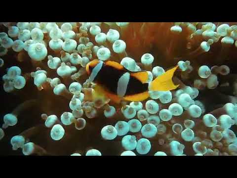 Clown Fish | Copyright Free Video Footage