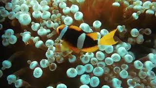 Clown Fish | Copyright Free Video Footage