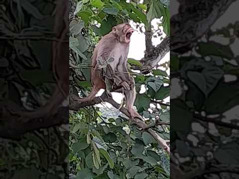 Naughty monkey # reaction