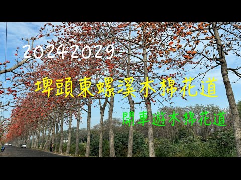 萬ㄟeye台灣20240229彰化埤頭東螺溪木棉花道   4K