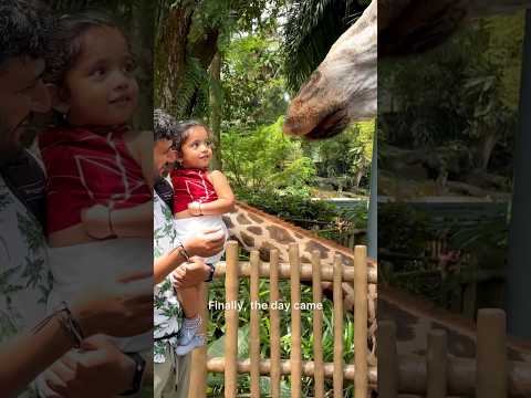 Feeding giraffes🦒 #singaporezoo #travelwithbaby #lovetravel #kannadavlogs #minivlog #travel #short