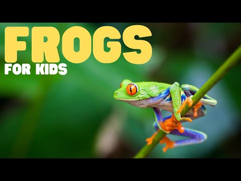 Frogs for Kids | Learn all about these slimy amphibians