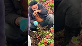 strawberry planting  #jattmind #punjabi #youtubeshorts #punjabisingers #hamilton #newzealand#punjab