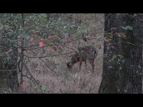 Deer Hunting 2021| South Carolina Public Land Bowhunting #hunting #deerhunting #bowhunting