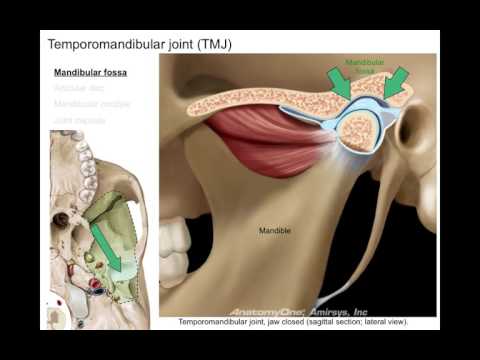 Infratemporal fossa