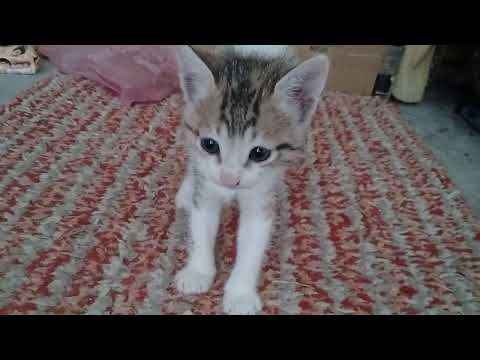 cute cats| baby cat's|amazing video