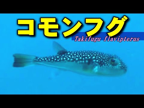 Cheap and tasty blowfish dishes / Takifugu flavipterus