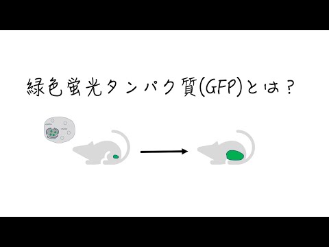 緑色蛍光タンパク質(GFP)とは？