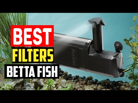 ✅Top 5 Best Filters for Betta Fish in 2023