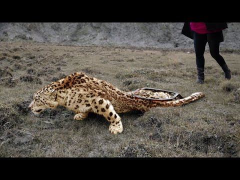 人にやさしさと助けを求めた動物たち! 2023年上半期最高の瞬間！