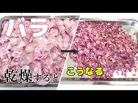 【花の乾燥】バラ（レディラック）を業務用食品乾燥機で乾燥（プチミニⅡ）