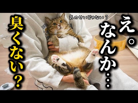 23歳一人暮らし。猫だと勘違いして保護したアザラシのう◯こ事件が多発して困ってます