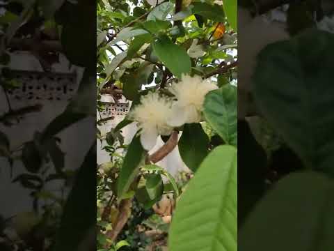 #youtube #shorts | Guava flower | #guava #guavaflower