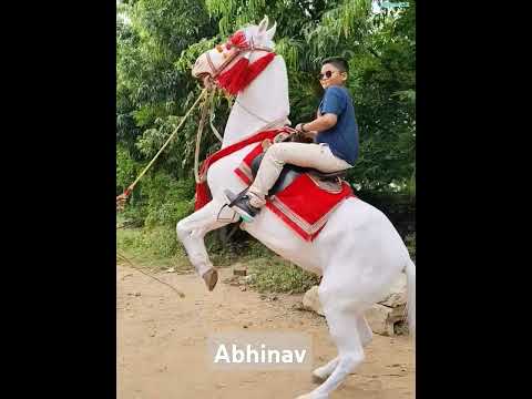 #horse #travel #Rajasthan