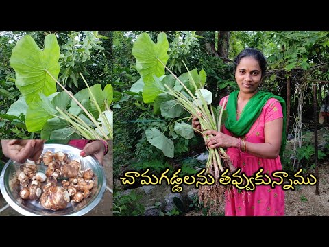 చామగడ్డలను తవ్వుకున్నాము | chamagadda | chamadumpalu | by sumasri vlog and recipes