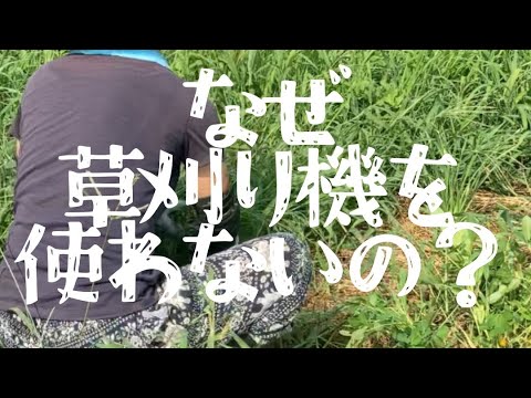 手刈りをする理由#無肥料#無農薬#草刈り