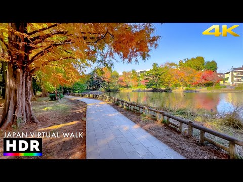 Japan walk - Tokyo Shakujii Autumn Leaves 2023 • 4K HDR