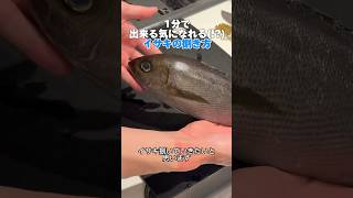 1分でわかるイサキの捌き方【今晩できる】 #shorts #魚の捌き方