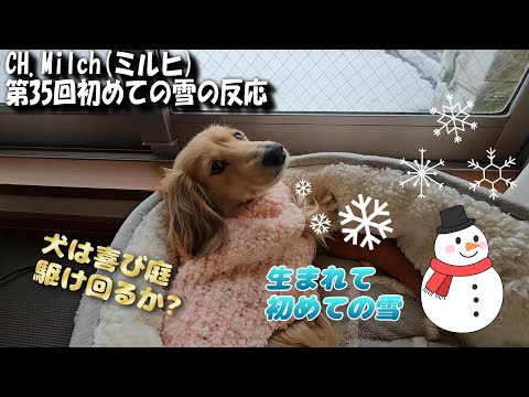 第35回初めての雪の反応　#カニンヘンダックス  #ダックスフンド  #子犬  #ミニチュアダックス  #犬のいる暮らし #ペット動画 　#cutedog  　#dog