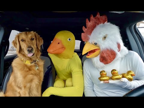 Chicken Surprises Puppy & Rubber Ducky with Car Ride Chase!