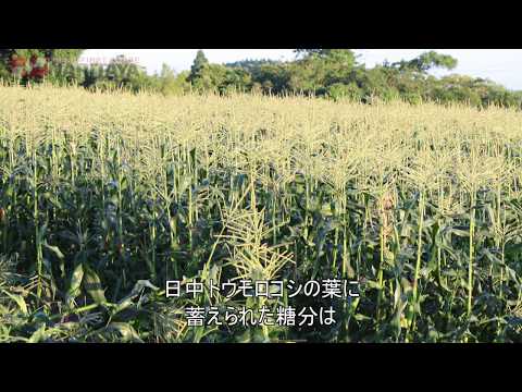 ナリタヤやさい 千葉県八街市・古川隆之さんのトウモロコシ